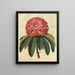 Rhododendron arboricole rose - Sydenham Edwards — gerahmtes Bild an der Wand
