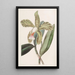 Cattleya à lèvres rugueuses - Sydenham Edwards — gerahmtes Bild an der Wand