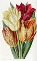 Tulpe mit rauer Stiel - Sydenham Edwards — Ansicht des Kunstwerks
