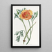 Eschscholtzia Farbe Safran - Sydenham Edwards — gerahmtes Bild an der Wand