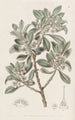 Myoporum à feuilles dentées - Sydenham Edwards — Ansicht des Kunstwerks