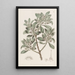Myoporum à feuilles dentées - Sydenham Edwards — gerahmtes Bild an der Wand