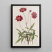 Cosmos mit Schafgarbe - Sydenham Edwards — gerahmtes Bild an der Wand