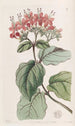 Baum des scharlachroten Ruhmes - Sydenham Edwards — Ansicht des Kunstwerks