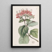 Baum des scharlachroten Ruhmes - Sydenham Edwards — gerahmtes Bild an der Wand