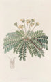 Oxalis sensibles - Sydenham Edwards — Ansicht des Kunstwerks