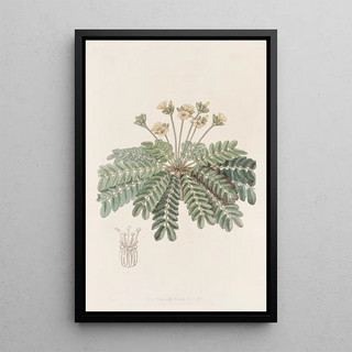 Sydenham Edwards - Sensitive Woodsorrel.webp