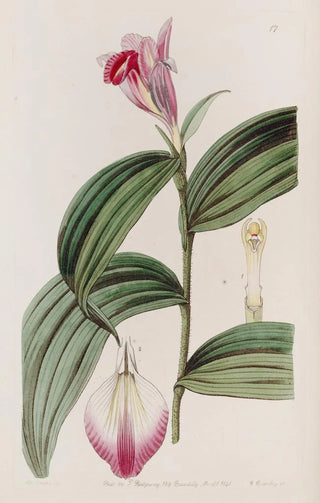 Sydenham Edwards - Sessileflowered Sobralia.webp