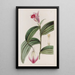 Sobralia à fleurs sessiles - Sydenham Edwards — gerahmtes Bild an der Wand