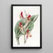 Canna éclatant - Sydenham Edwards — gerahmtes Bild an der Wand