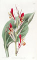 Canna éclatant - Sydenham Edwards — Ansicht des Kunstwerks