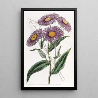 Sydenham Edwards - Shewy Stenactis.webp