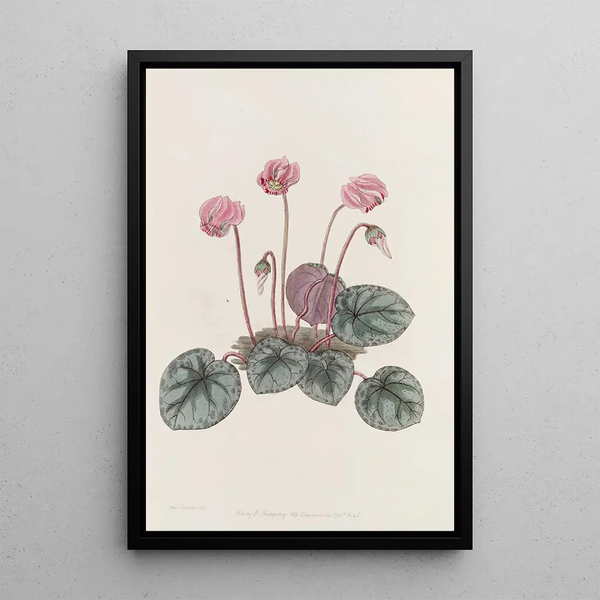 Sydenham Edwards - Shore Cyclamen.webp