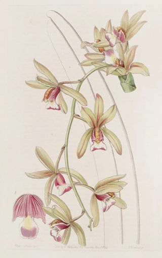 Sydenham Edwards - Shortlipped thickleaved Cymbidium.webp