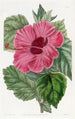 Chinesisches Hibiskus-Gemälde mit einzelner Blüte - Sydenham Edwards — Ansicht des Kunstwerks