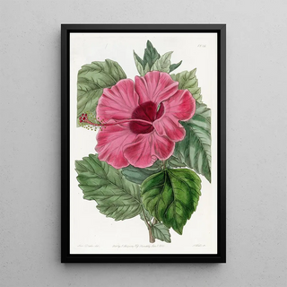 Sydenham Edwards - Singleflowered Chinese Rose Mallow.webp