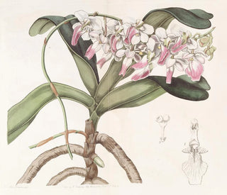 Pflanze aérienne de Sir Richard Brooks - Sydenham Edwards — Ansicht des Kunstwerks