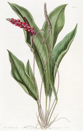 Sydenham Edwards - Slender Anthrium.webp