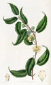 Sphrostema à petites fleurs - Sydenham Edwards — Ansicht des Kunstwerks