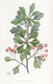 Epine à petits fruits - Sydenham Edwards — Ansicht des Kunstwerks