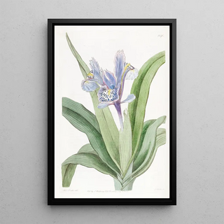 Sydenham Edwards - Smallwinged Iris.webp