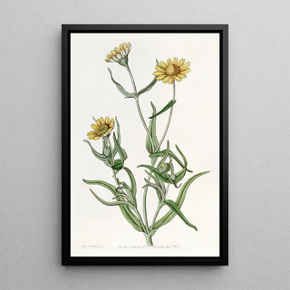 Sydenham Edwards - Smooth Lasthenia.webp