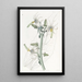 Michauxia lisse - Sydenham Edwards — gerahmtes Bild an der Wand