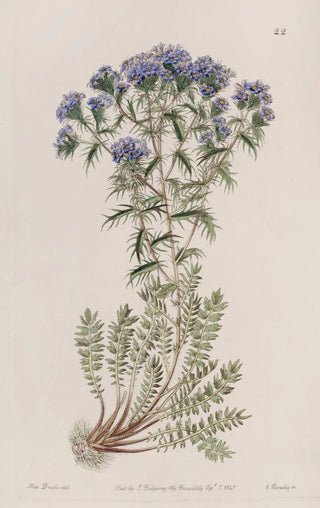 Sydenham Edwards - Spiny Triptilion.webp