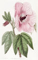 Hibiscus splendide - Sydenham Edwards — Ansicht des Kunstwerks