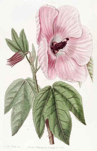 Sydenham Edwards - Splendid Hibiscus.webp