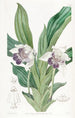 Zygopetalum mit Löffel-Lippen - Sydenham Edwards — Ansicht des Kunstwerks
