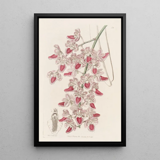 Sydenham Edwards - Spotted Airplant.webp