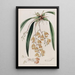 Burlingtonia tachetée - Sydenham Edwards — gerahmtes Bild an der Wand