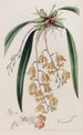 Burlingtonia tachetée - Sydenham Edwards — Ansicht des Kunstwerks