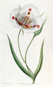 Calochortus tacheté - Sydenham Edwards — Ansicht des Kunstwerks