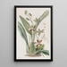 Cyrtochilum tacheté - Sydenham Edwards — gerahmtes Bild an der Wand