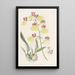 Oncidium à ailes tachetées - Sydenham Edwards — gerahmtes Bild an der Wand