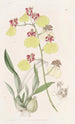 Oncidium à ailes tachetées - Sydenham Edwards — Ansicht des Kunstwerks