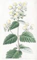Calceolaria étalée - Sydenham Edwards — Ansicht des Kunstwerks