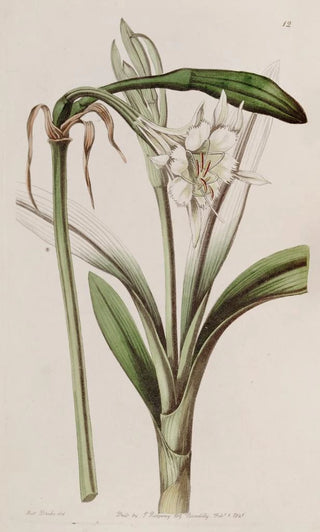 Sydenham Edwards - Stalkflowered Ismene.webp