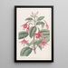 Fuchsia von Standish - Sydenham Edwards — gerahmtes Bild an der Wand