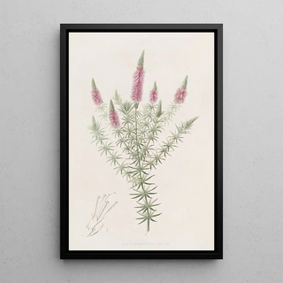 Sydenham Edwards - Starry Dysophyll.webp