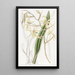 Cyrtochilum Farbe Stroh - Sydenham Edwards — gerahmtes Bild an der Wand