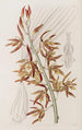 Houlletia rayée - Sydenham Edwards — Ansicht des Kunstwerks
