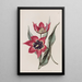 Tulpe mit starkem Geruch - Sydenham Edwards — gerahmtes Bild an der Wand