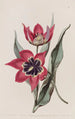 Tulpe mit starkem Geruch - Sydenham Edwards — Ansicht des Kunstwerks