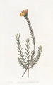 Pultenaea subombellée - Sydenham Edwards — Ansicht des Kunstwerks