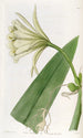 Ismene Farbe Schwefel - Sydenham Edwards — Ansicht des Kunstwerks