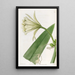 Ismene Farbe Schwefel - Sydenham Edwards — gerahmtes Bild an der Wand