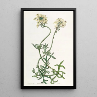 Sydenham Edwards - Sulphurcoloured Vervain.webp